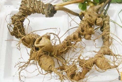 Làm thế nào để nhận diện đúng sâm Ngọc Linh trên thị trường?