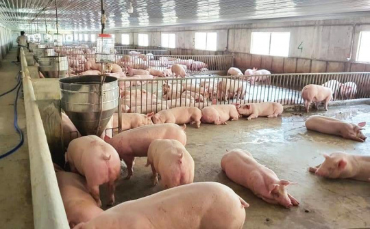 Giá lợn hơi ngày 8/4: Duy trì biên độ thấp