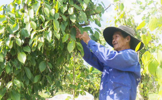 Giá tiêu ngày 10/5: Tiếp đà tăng thêm 1.000 đồng