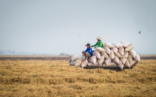 Lực mua quay lại thị trường, giá gạo xuất khẩu tuần này khởi sắc trở lại