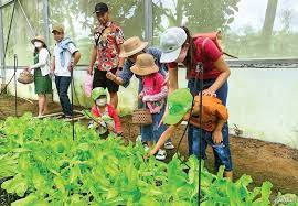 Giải pháp phát triển “du lịch nông nghiệp” trong bối cảnh chuyển đổi số tại thành phố Cần Thơ