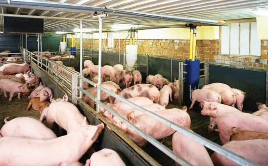 Giá lợn hơi tuần qua tăng mạnh, cao nhất ghi nhận mốc 59.000 đồng/kg