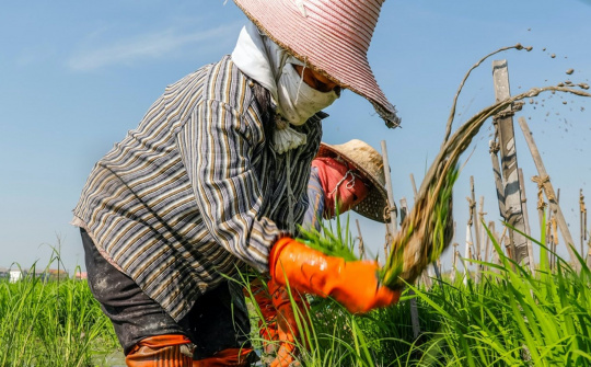 Lo ngại El Nino gây khô hạn nghiêm trọng, Thái Lan khuyến cáo nông dân chỉ canh tác một vụ lúa trong năm nay