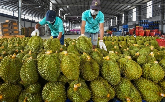 Thêm 47 mã số vùng trồng sầu riêng đủ tiêu chuẩn xuất khẩu sang Trung Quốc