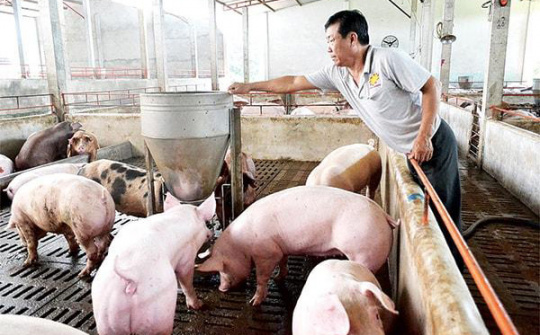 Giá lợn hơi ngày 30/5: Tăng, giảm sôi động tại khu vực phía Nam