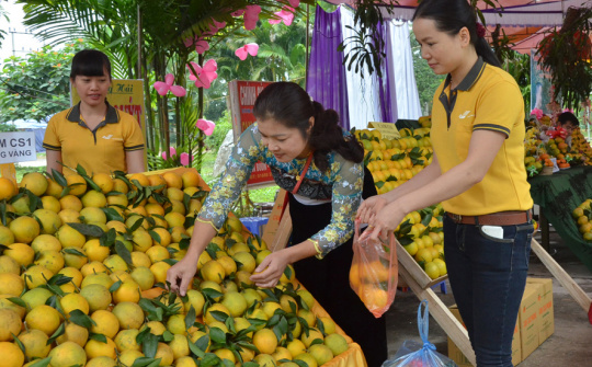 Xung đột quyền giữa chỉ dẫn địa lý và nhãn hiệu - Kinh nghiệm từ vụ việc thực tiễn