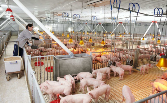 Giá lợn hơi ngày 5/5: Tăng, giảm trái chiều, cao nhất 55.000 đồng/kg