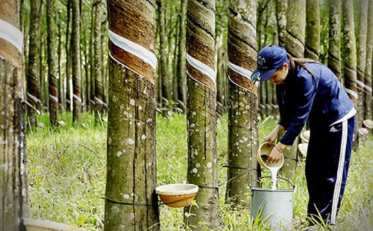 Lo ngại thiếu hụt nguồn cung có thể thúc đẩy đà tăng giá cao su thế giới