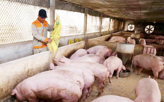 Giá lợn hơi ngày 8/5: Chưa có biến động mới, thấp nhất 51.000 đồng/kg