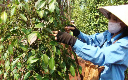 Giá tiêu ngày 1/6: Tăng ngày thứ ba liên tiếp, cao nhất ở mức 75.500 đồng/kg