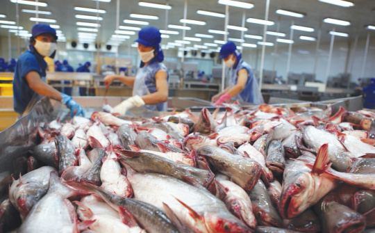 Xuất khẩu thuỷ sản nửa cuối năm trông vào thị trường Hoa Kỳ