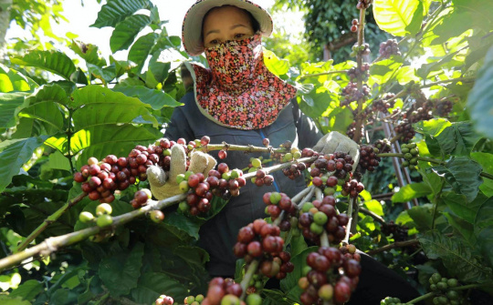 Giá cà phê ngày 14/6: Chạm mức cao nhất 15 năm, nhu cầu cà phê Robusta trên thế giới tăng mạnh