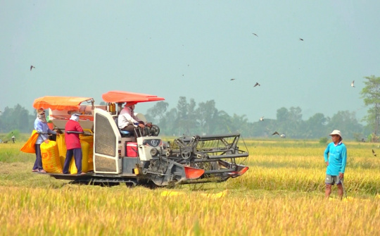 Giá gạo xuất khẩu Việt Nam tiếp tục neo quanh ngưỡng cao kỷ lục, hiện tượng El Nino chính thức xuất hiện