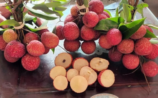 Vải không hạt Việt Nam lần đầu ra mắt thị trường Anh