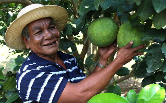 Bưởi Phước Bình (Ninh Thuận) tự tin xuất khẩu chính ngạch sang Hoa Kỳ