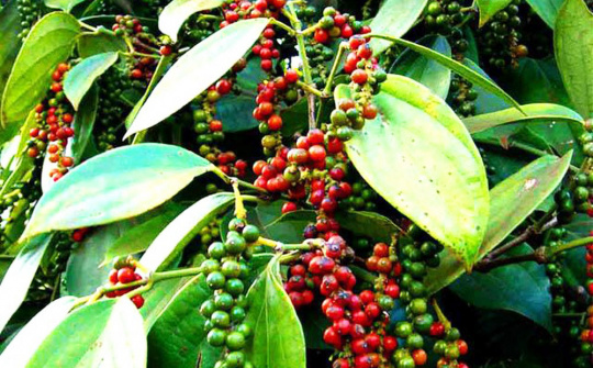 Giá tiêu ngày 2/6: Ổn định với mức cao nhất 75.500 đồng/kg