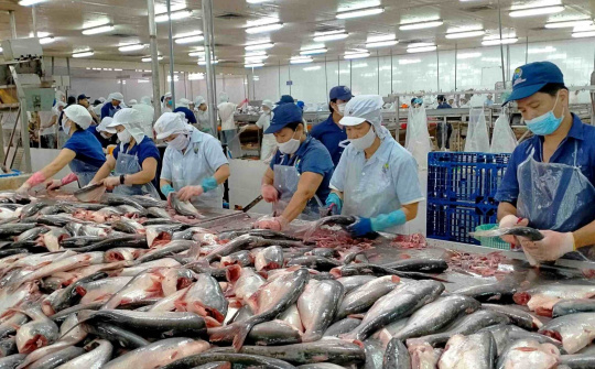 Thuỷ sản Nam Việt: Dự kiến lợi nhuận năm nay giảm 35%, chia cổ tức bằng tiền với tỷ lệ 10%