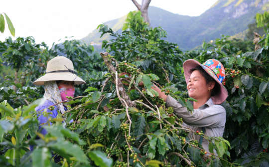 Giá cà phê 20/6: Vượt mức 67.000 đồng/kg, dự báo giá Robusta tiếp tục tăng