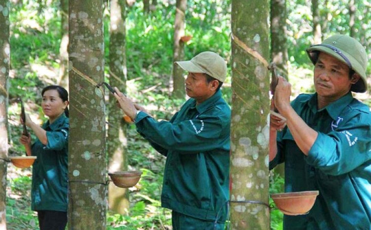Tập đoàn Công nghiệp Cao su Việt Nam (GVR): Giá cao su giảm mạnh, hết quỹ đất công nghiệp sạch để cho thuê