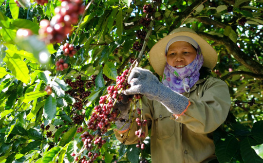 Giá cà phê 21/6: Giảm nhẹ, nguồn cung cà phê Robusta toàn cầu sẽ giảm mạnh