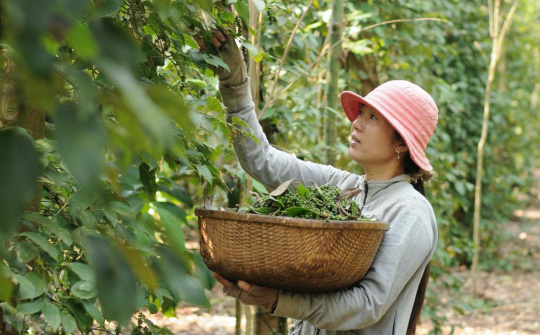 Giá tiêu 22/6: Duy trì ổn định, dự báo xuất khẩu tiêu sẽ đạt 2 tỷ USD vào năm 2025