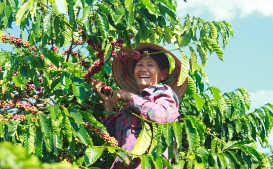Giá cà phê 23/6: Giá trong nước tăng nhẹ, kỳ vọng xuất khẩu cả năm 2023 phá vỡ kỷ lục 4 tỷ USD