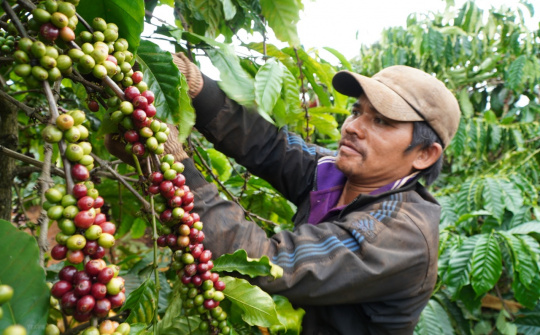Giá cà phê hôm nay (24/6): Giảm hơn 1.000 đồng/kg, xuất khẩu sang thị trường Algeria và Indonesia tăng trưởng 3 con số