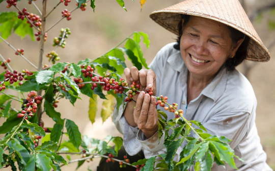 Giá cà phê hôm nay 27/6: Đồng loạt vượt 66.000 đồng/kg, giá thế giới tăng trở lại