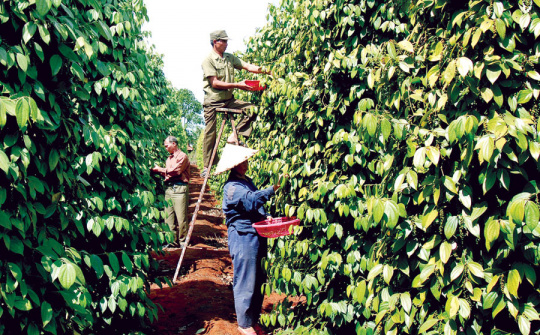 Giá tiêu hôm nay 27/6: Điều chỉnh giảm khi xuất khẩu tiêu giảm tốc trong tháng 6
