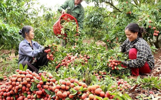 Đa dạng các hoạt động xúc tiến tiêu thụ, vải thiều "phủ sóng" nội địa