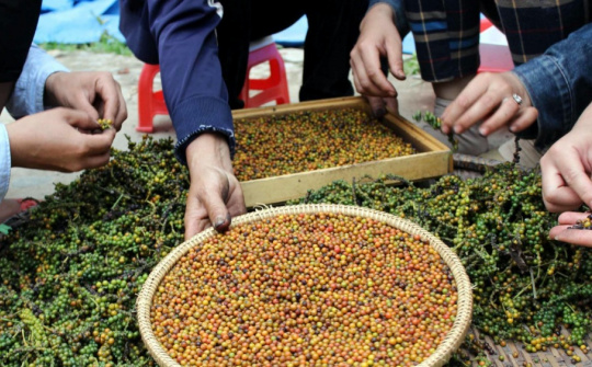 Giá tiêu hôm nay 29/6: Giá xuống thấp, doanh nghiệp cần cẩn trọng khi ký hợp đồng