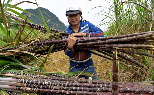 Dự báo giá đường tăng 12%, doanh nghiệp mía đường nào hưởng vị "ngọt" nhất?