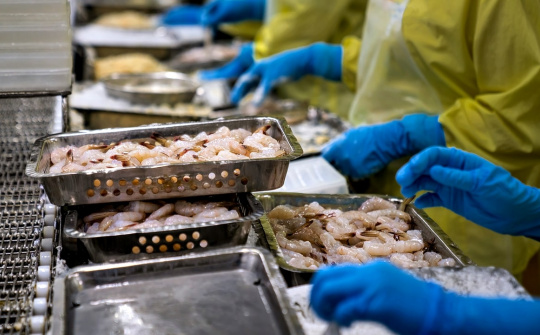 Thực phẩm Sao Ta: Doanh thu tháng 5 giảm 44%, dự báo giá tôm Việt Nam còn tiếp tục giảm trước sức ép từ tôm Ecuador