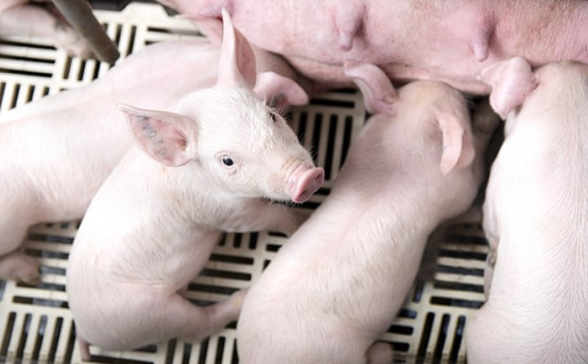 Giá heo hơi hôm nay (24/6): Duy trì ổn định, miền Bắc có giá cao nhất cả nước