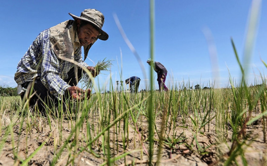 Sản lượng lúa gạo của Thái Lan năm nay có thể giảm do El Nino