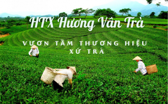 HTX Hương Vân Trà: Vươn tầm thương hiệu xứ trà