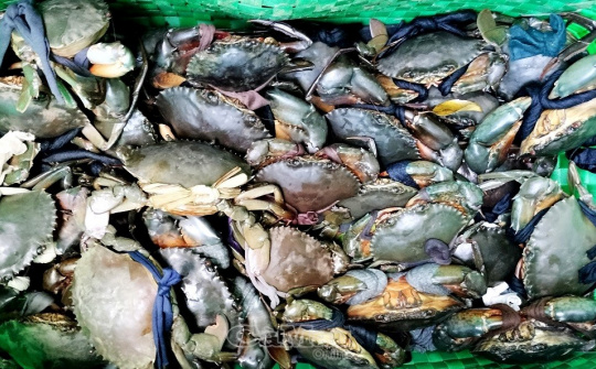 Cà Mau tìm hướng đi đột phá cho sản phẩm Cua