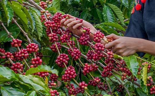 Giá cà phê hôm nay 12/7: Giảm nhẹ, dự trữ cà phê Robusta xuống thấp nhất 7 năm