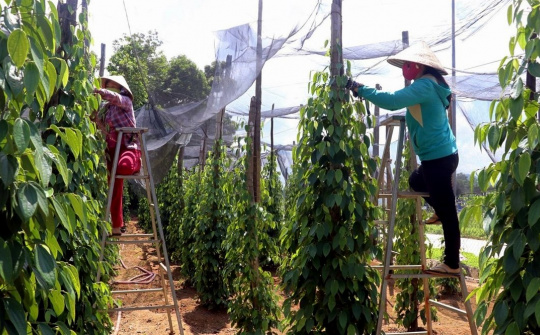 Giá tiêu hôm nay 12/7: Kỳ vọng không giảm sâu hơn nữa, dự trữ tiêu chạm mức thấp