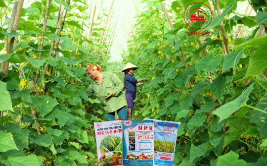 Phân bón Văn Điển: Lựa chọn thích hợp cho vùng chuyên canh rau sạch Hà Nội