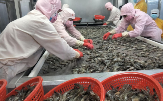 Camimex Group: Sắp chào bán 300 tỷ trái phiếu, đặt mục tiêu xuất khẩu 10.000 tấn tôm năm nay