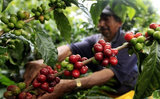 Giá cà phê hôm nay 13/7: Giảm ngày thứ ba liên tiếp, mất ngưỡng 65.500 đồng/kg