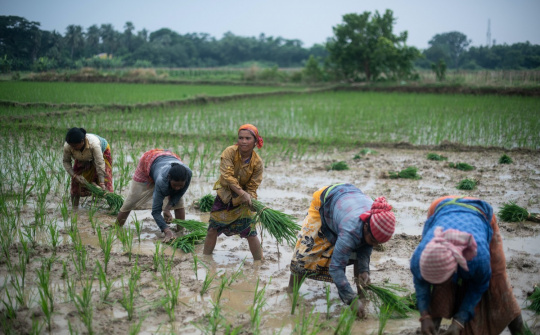 Giá lương thực nội địa tăng vọt, Ấn Độ cân nhắc cấm xuất khẩu phần lớn gạo