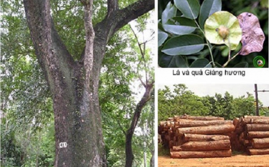 Khám phá loại gỗ quý giá đắt ngang “kim cương” ở Việt Nam