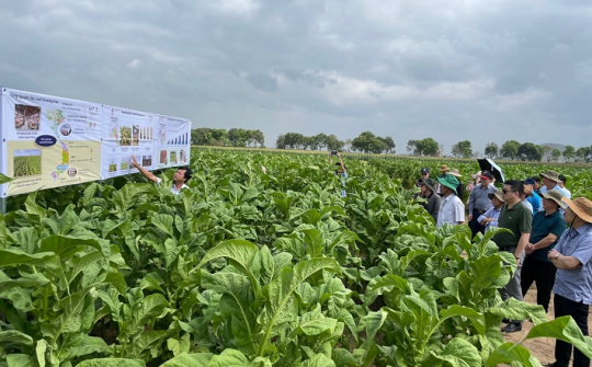 Dự án Chín ngọn “Ripe top” project