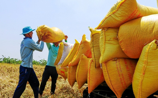 Giá gạo xuất khẩu Việt Nam tăng tuần thứ ba liên tiếp, nhu cầu nhập khẩu ở mức rất cao