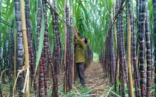 Giá đường thế giới phục hồi 11%, liệu cổ phiếu QNS, LSS, SLS có bước vào đợt tăng mới?