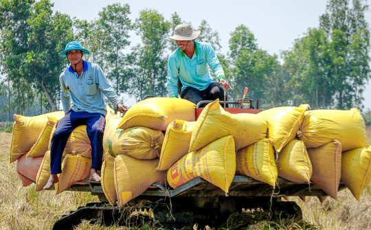 Ấn Độ cấm xuất khẩu gạo – Cơ hội “vàng” cho gạo Việt bứt phá