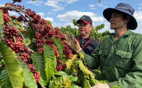 Giá cà phê hôm nay 25/7: Đồng loạt tăng, tại Đắk Nông thiết lập mức cao kỷ lục mới