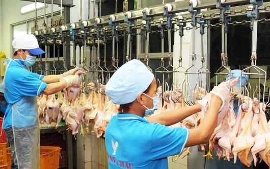Xác định các thị trường trọng điểm xuất khẩu thịt gà chế biến